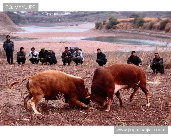 真人斗牛网址大全汇聚多款热门真人斗牛游戏，满足不同玩家的娱乐需求与玩法偏好